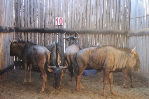 5 X BLOUWILDEBEES/ BLUE WILDEBEEST JENOBLI (PER STUK OM LOT TE NEEM)