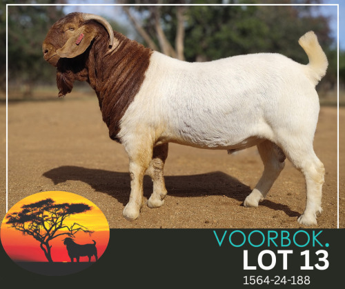 1 X BOER GOAT STUD BUCK Voorbok