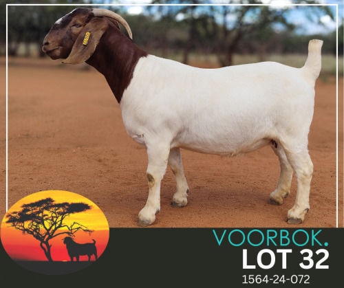 WITHDRAWN - 1 X BOER GOAT ONTTREK DOE Voorbok