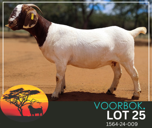 1 X BOER GOAT FLOCK PREGNANT DOE Voorbok