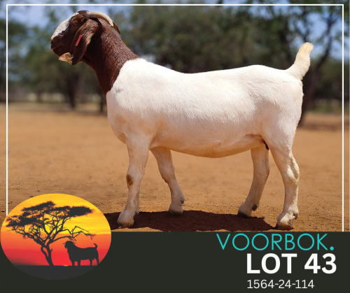 1 X BOER GOAT FLOCK TEAT DOE Voorbok