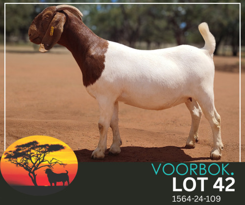 1 X BOER GOAT FLOCK TEAT PREGNANT DOE Voorbok