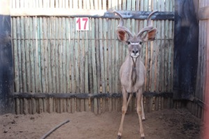 1 X KOEDOE/KUDU JENOBLI