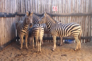 4 X SEBRA/ZEBRA JENOBLI (PER STUK OM LOT TE NEEM)