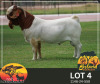 1 X BOER GOAT STUD BUCK Bosland Boerdery