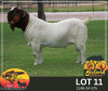 1 X BOER GOAT FLOCK BUCK Bosland Boerdery