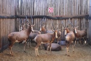 9 X BLESBOK/BLESBUCK MBWB1 (PER STUK OM LOT TE NEEM)