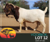 WITHDRAWN - 1 X BOER GOAT ONTTREK BUCK Voorbok