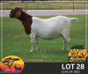 WITHDRAWN - 1 X BOER GOAT ONTTREK DOE Bosland Boerdery