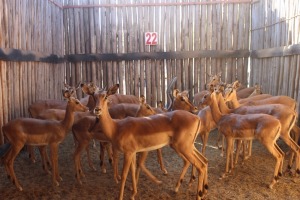 16 X ROOIBOK/IMPALA JENOBLI (PER STUK OM LOT TE NEEM)