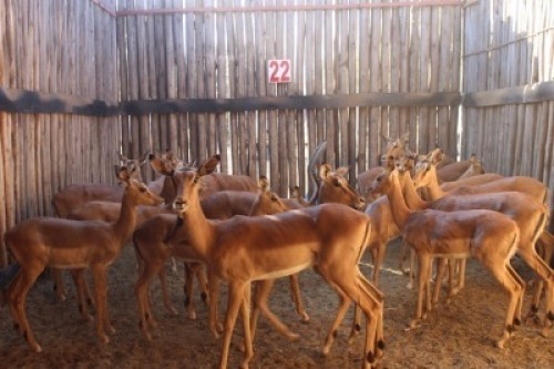 16 X ROOIBOK/IMPALA JENOBLI (PER STUK OM LOT TE NEEM)