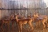 16 X ROOIBOK/IMPALA JENOBLI (PER STUK OM LOT TE NEEM)