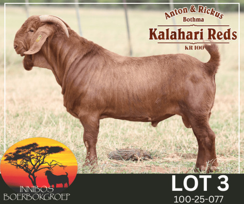 1 X KALAHARI RED STUD BUCK Anton & Rickus Bothma Kalahari Red Stoet