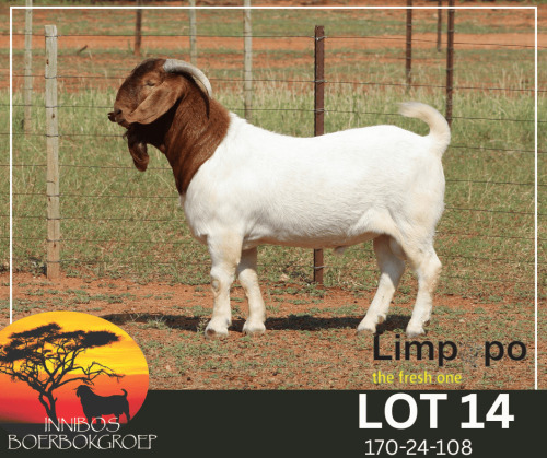 1 X BOER GOAT FLOCK BUCK Fourie Boerbokstoet