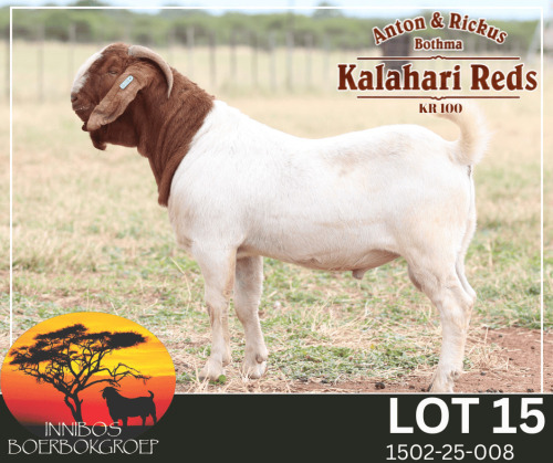 1 X BOER GOAT FLOCK BUCK Anton & Rickus Bothma Kalahari Red Stoet