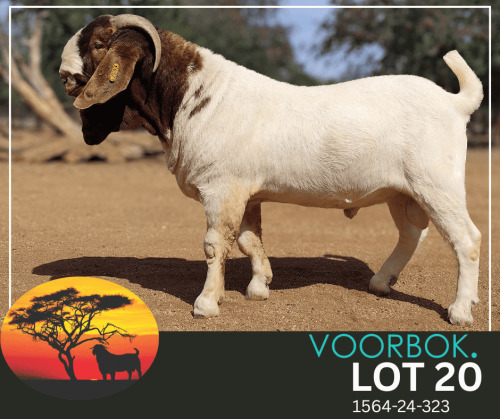 WITHDRAWN - 1 X BOER GOAT ONTTREK BUCK Voorbok