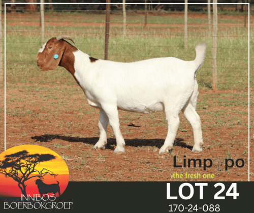 1 X BOER GOAT STUD DOE Fourie Boerbokstoet