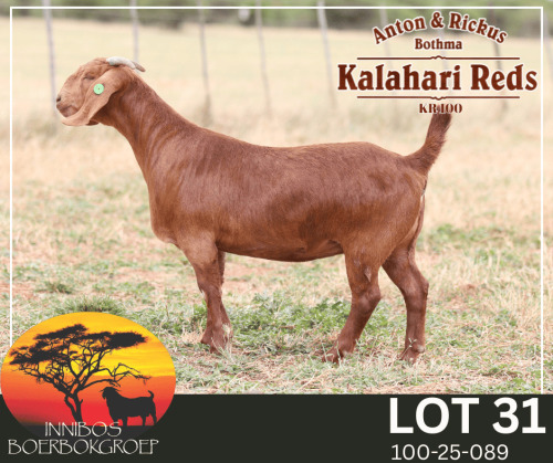 1 X KALAHARI RED FLOCK TEAT PREGNANT DOE Anton & Rickus Bothma Kalahari Red Stoet