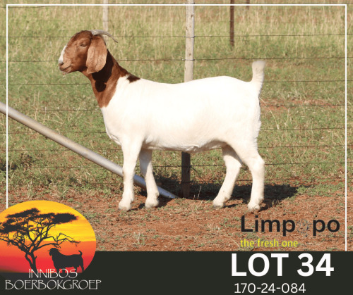 1 X BOER GOAT FLOCK TEAT PREGNANT DOE Fourie Boerbokstoet
