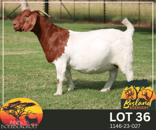 1 X BOER GOAT STUD PREGNANT DOE Bosland Boerdery