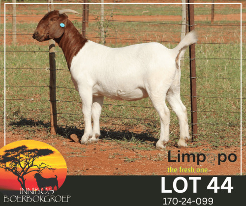 1 X BOER GOAT STUD DOE Fourie Boerbokstoet