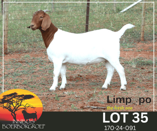 1 X BOER GOAT STUD PREGNANT DOE Fourie Boerbokstoet