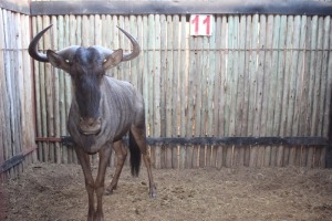 1 X BLOUWILDEBEES/ BLUE WILDEBEEST RIETFONTEIN W/D 