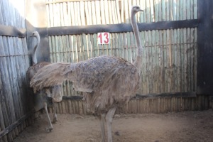 2 X VOLSTRUIS/OSTRICH RIETFONTEIN W/D (PER STUK OM LOT TE NEEM)