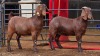 2 X KALAHARI RED DOE ACHTERHOEK BOERDERY (Per animal to take the lot)