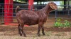 1 X KALAHARI RED DOE ACHTERHOEK BOERDERY