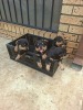 1 X ROTWEILLER MALE BIANCA VOS