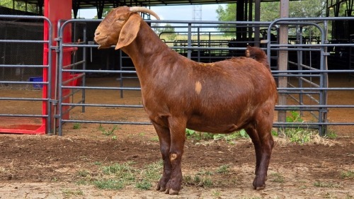 1 X KALAHARI RED DOE ACHTERHOEK BOERDERY