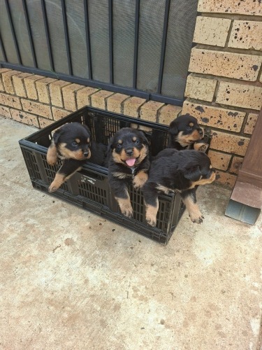1 X ROTWEILLER MALE BIANCA VOS