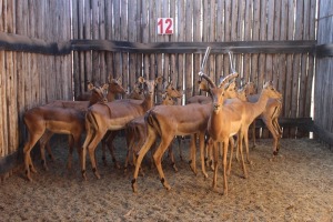 14 X ROOIBOK/IMPALA JENOBLI (PER STUK OM LOT TE NEEM)