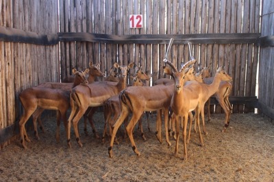 14 X ROOIBOK/IMPALA JENOBLI (PER STUK OM LOT TE NEEM)