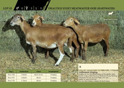 3 x Dragtige Stoet Meatmaster Ooie (Hartwater)