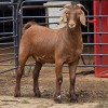1 X KALAHARI RED KAPATER ACHTERHOEK BOERDERY