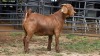 1 X KALAHARI RED DOE ACHTERHOEK BOERDERY