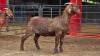 1 X KALAHARI RED DOE ACHTERHOEK BOERDERY