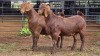 2 X KALAHARI RED DOE ACHTERHOEK BOERDERY (Per animal to take the lot)