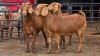 3 X KALAHARI RED DOE ACHTERHOEK BOERDERY (Per animal to take the lot)