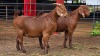 2 X KALAHARI RED DOE ACHTERHOEK BOERDERY (Per animal to take the lot)