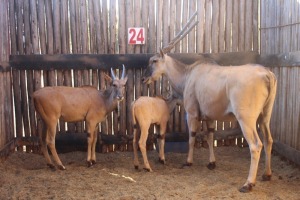 2 X ELAND MBWB1 (PER STUK OM LOT TE NEEM)