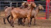 3 X KALAHARI RED DOE ACHTERHOEK BOERDERY (Per animal to take the lot)