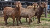 3 X KALAHARI RED DOE ACHTERHOEK BOERDERY (Per animal to take the lot)