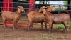 3 X KALAHARI RED DOE ACHTERHOEK BOERDERY (Per animal to take the lot)