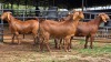 4 X KALAHARI RED DOE ACHTERHOEK BOERDERY (Per animal to take the lot)