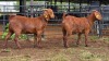 2 X KALAHARI RED DOE ACHTERHOEK BOERDERY (Per animal to take the lot)