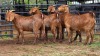 4 X KALAHARI RED DOE ACHTERHOEK BOERDERY (Per animal to take the lot)