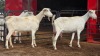 2 X SAANEN DOE FRANSCOIS BOUWER (Per animal to take the lot)